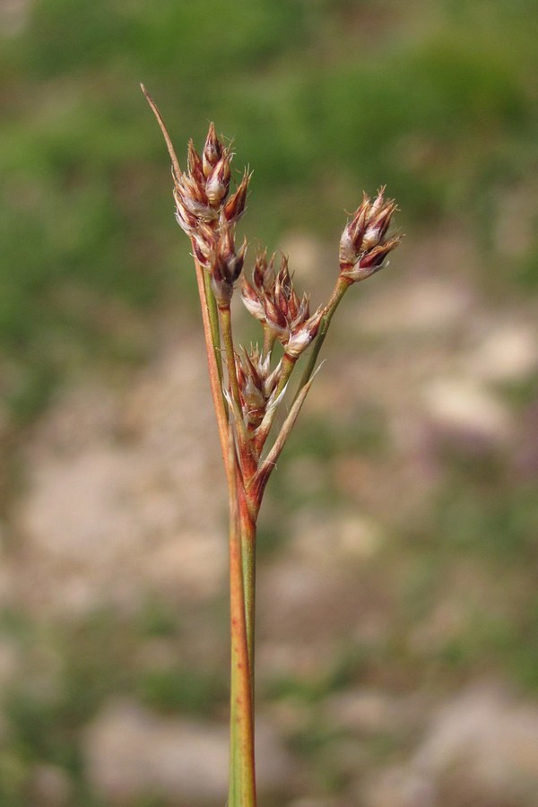 Image of Luzula multiflora specimen.