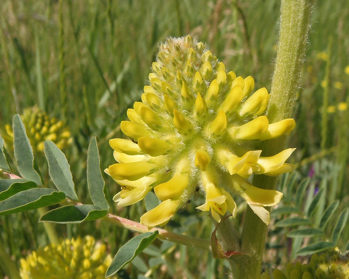 Изображение особи Astragalus ponticus.