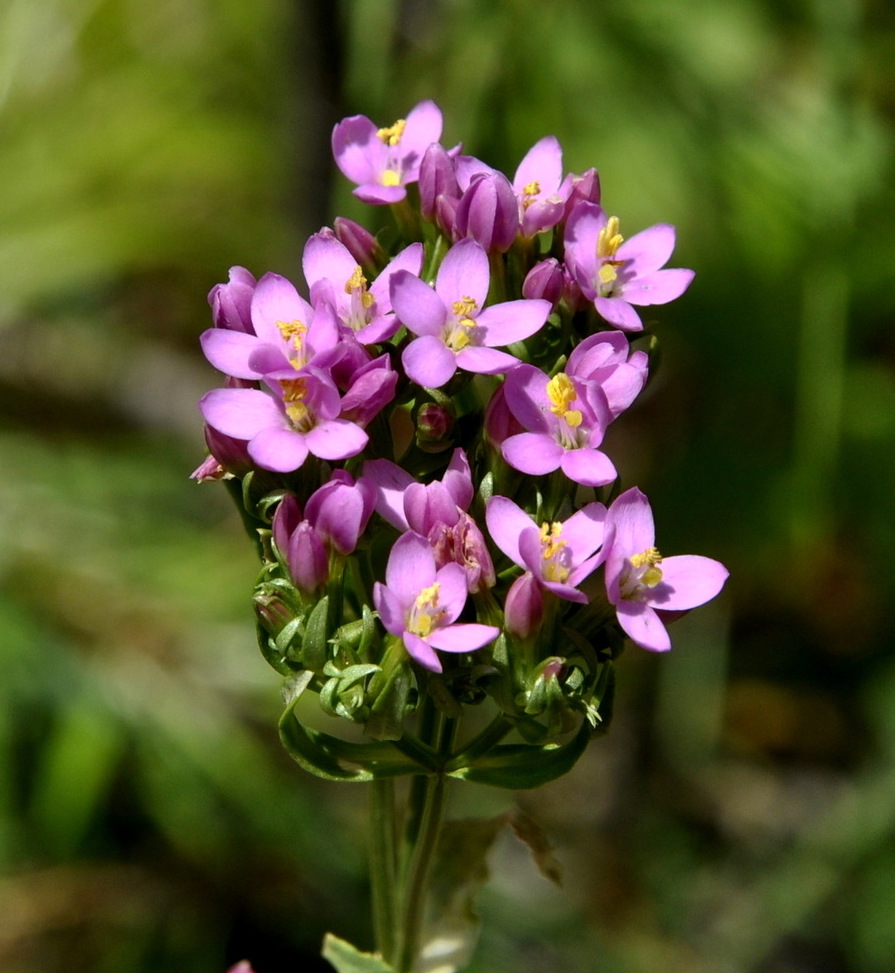 Image of genus Centaurium specimen.