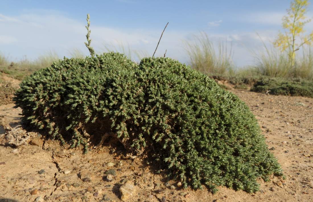 Image of Nanophyton erinaceum specimen.