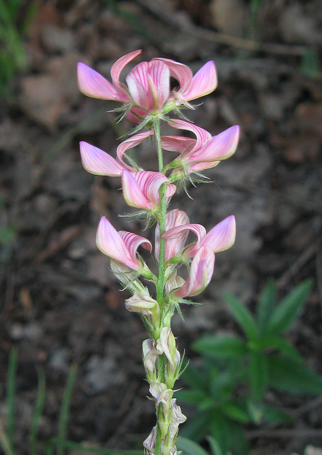 Image of Onobrychis miniata specimen.