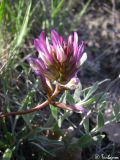 Astragalus onobrychis