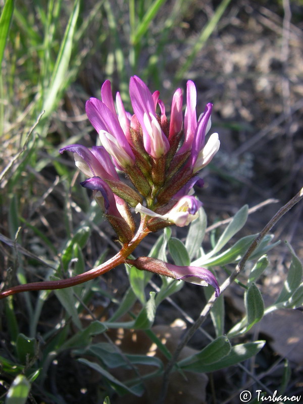 Image of Astragalus onobrychis specimen.