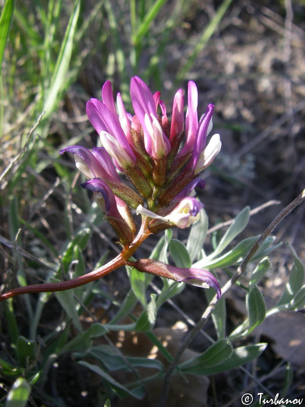 Изображение особи Astragalus onobrychis.