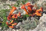 Campsis radicans