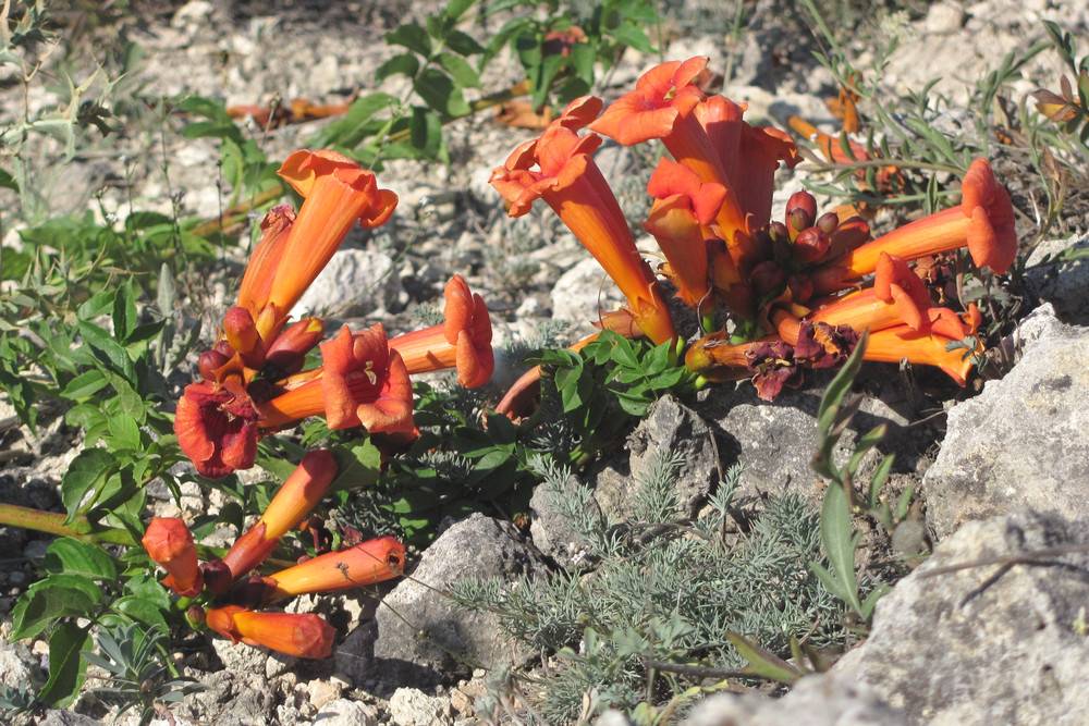 Image of Campsis radicans specimen.