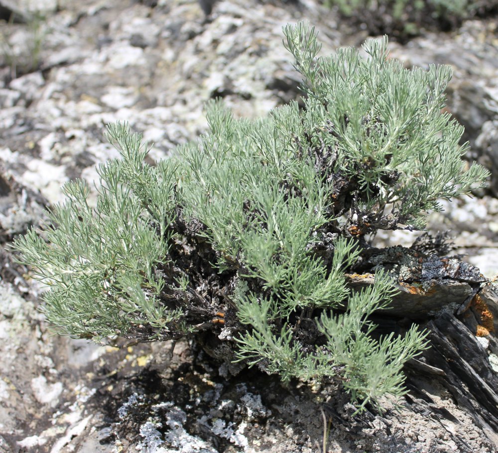 Image of Brachanthemum krylovii specimen.