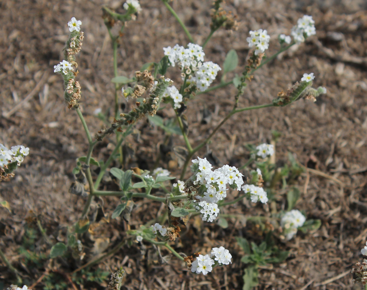 Image of Heliotropium suaveolens specimen.