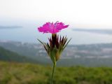 Dianthus