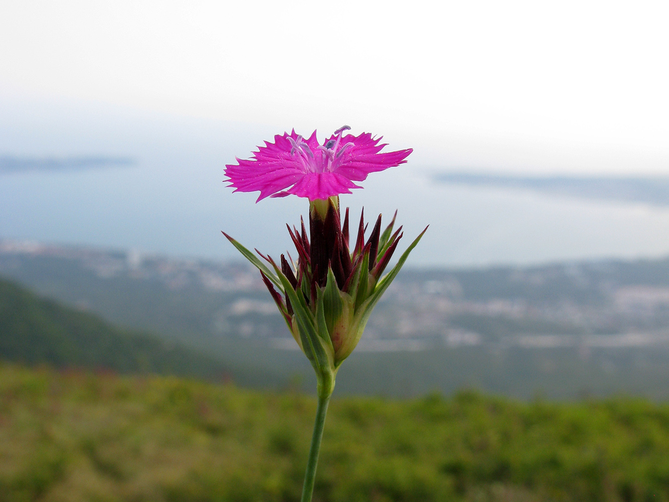 Изображение особи род Dianthus.