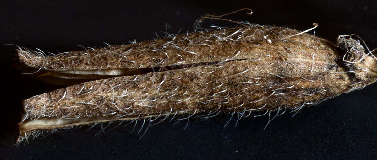 Image of Oenothera rubricaulis specimen.