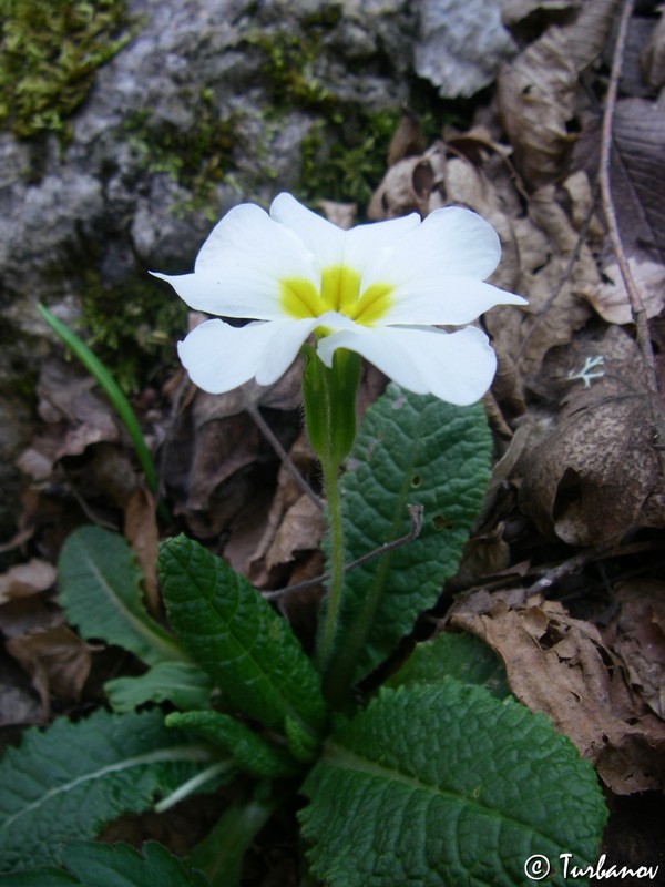 Image of Primula vulgaris specimen.