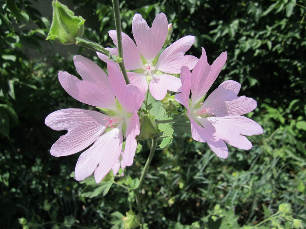 Image of Malva thuringiaca specimen.