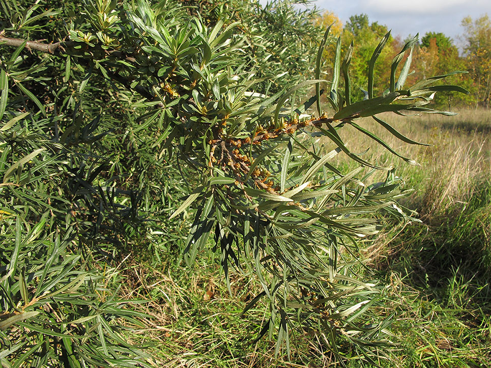 Image of Hippophae rhamnoides specimen.