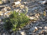 Asperula lipskyana