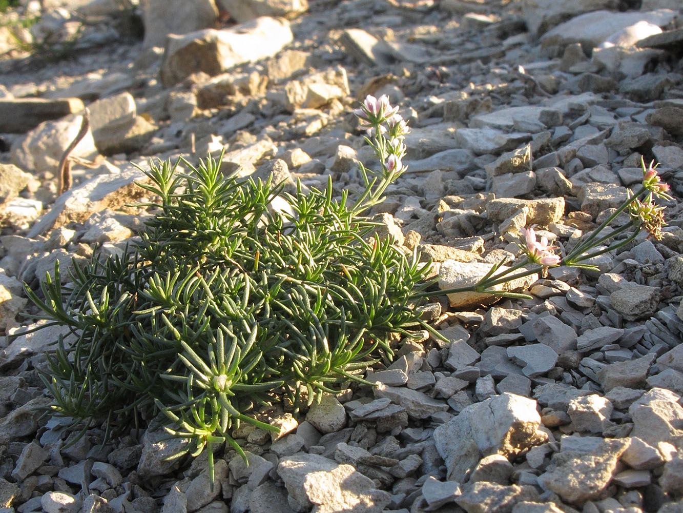 Image of Asperula lipskyana specimen.