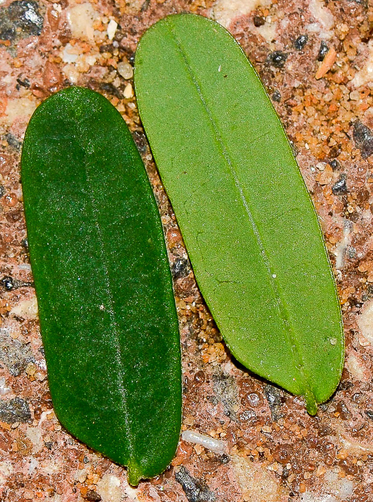 Image of Delonix regia specimen.