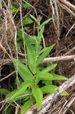 Lactuca sibirica