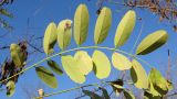 Robinia pseudoacacia. Лист. Краснодарский край, Крымский р-н, долина реки Шибик, берег пруда. 11.11.2013.