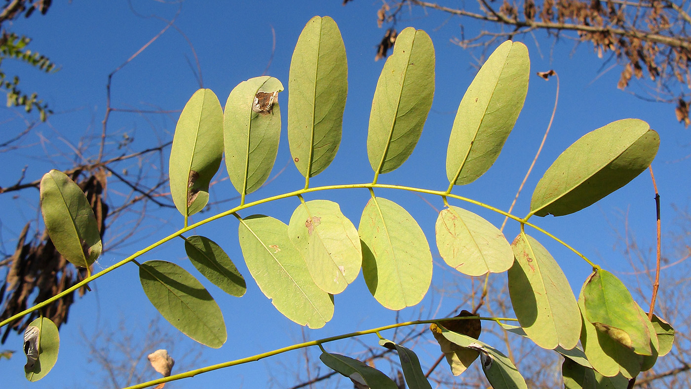 Изображение особи Robinia pseudoacacia.