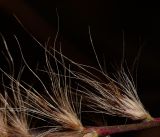 Pennisetum setaceum