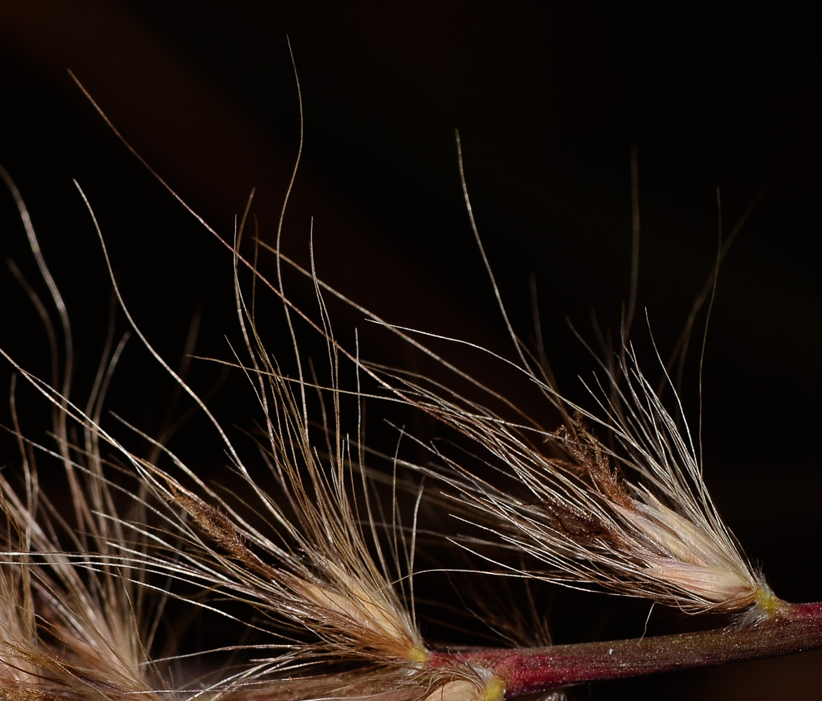 Image of Pennisetum setaceum specimen.