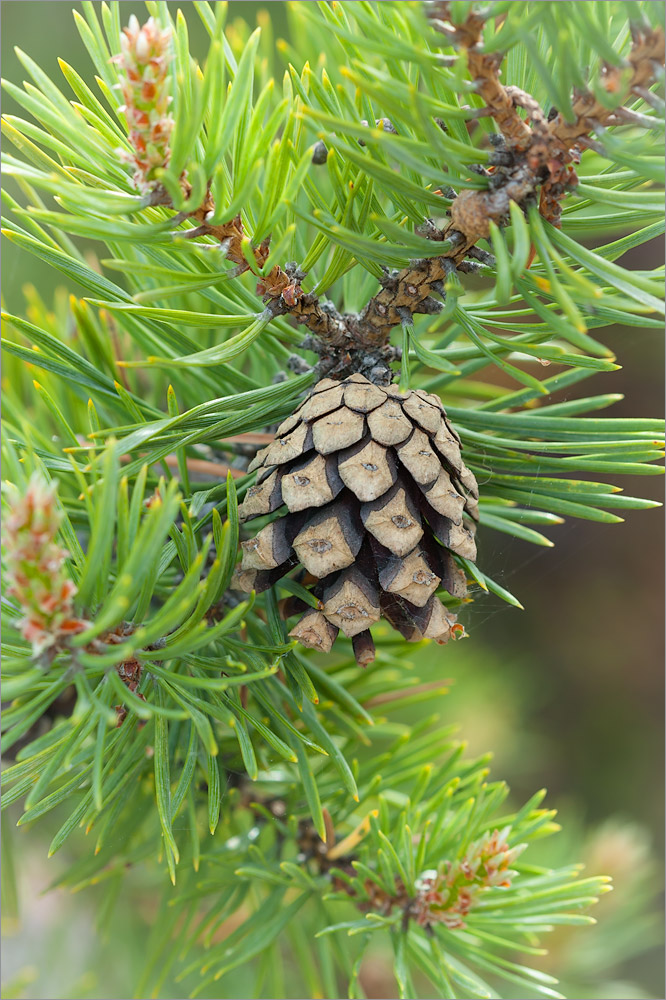 Изображение особи Pinus friesiana.