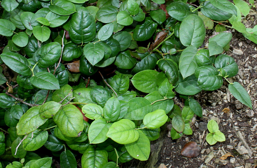 Изображение особи Gaultheria shallon.