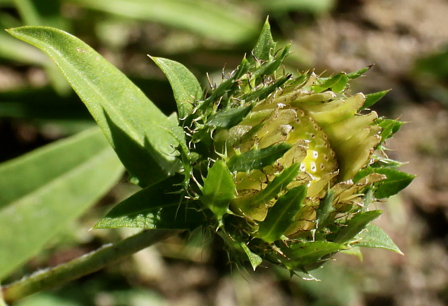 Image of Stokesia laevis specimen.