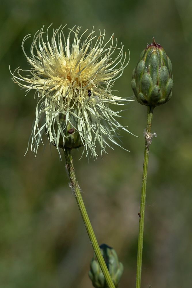 Image of Rhaponticoides ruthenica specimen.
