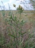 Plantago arenaria