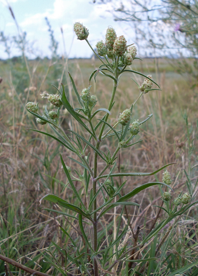 Изображение особи Plantago arenaria.