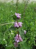 Phlomoides tuberosa. Верхушка цветущего растения. Пермский край, Кунгурский р-н, окр. с. Филипповка, северная часть Кунгурской лесостепи, гора Ледяная, южный склон. 14.06.2013.