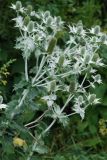 Eryngium giganteum