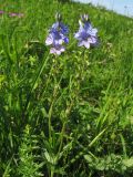 Veronica dentata