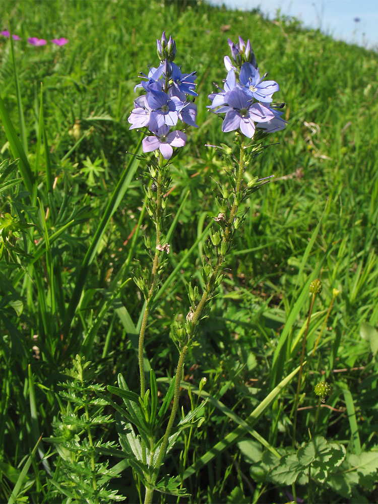 Изображение особи Veronica dentata.