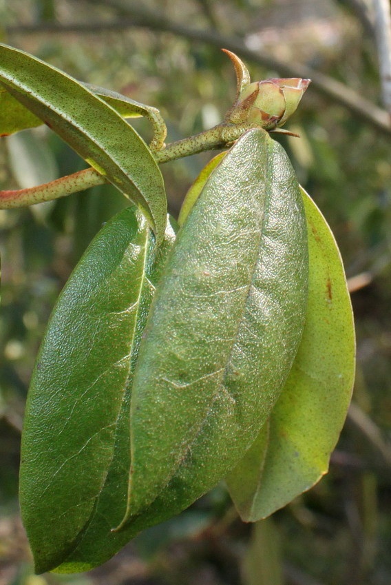 Image of Rhododendron augustinii specimen.