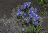 Polemonium acutiflorum