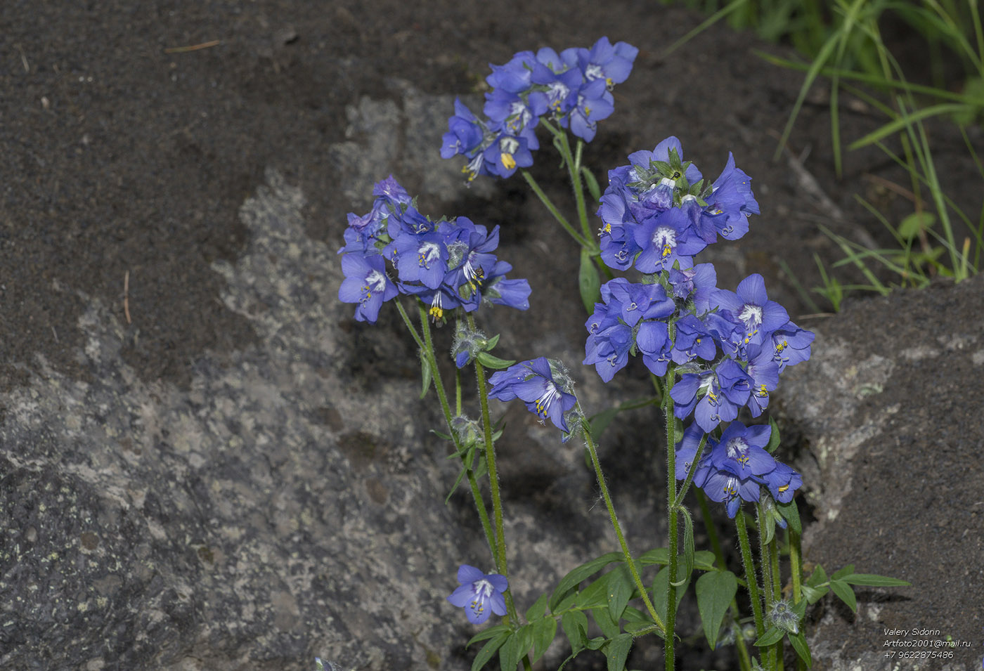 Image of Polemonium acutiflorum specimen.