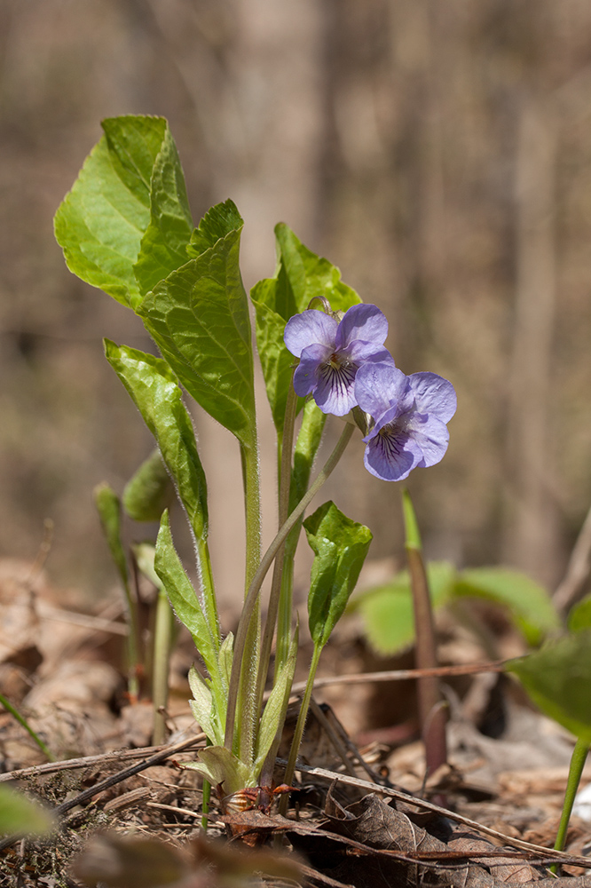 Изображение особи Viola mirabilis.