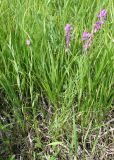 Polygala comosa