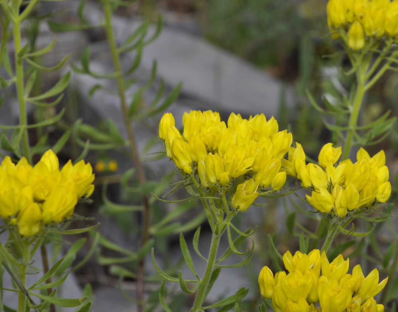 Image of Haplophyllum coronatum specimen.