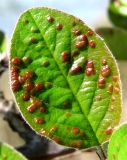 Cotoneaster melanocarpus