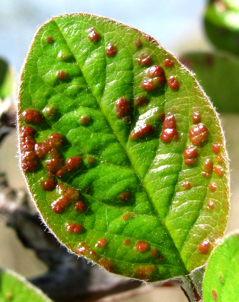 Image of Cotoneaster melanocarpus specimen.