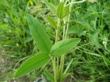 Trifolium montanum. Лист. Ставропольский край, г. Кисловодск, парк, на высоте около 913 м н.у.м. , в невысокой траве по краю тропинки (43°53′27,81″ с.ш., 42°44′58,12″ в.д.). 05.06.2014.