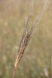 Triticum boeoticum. Соплодие. Крым, Севастополь, окр. Балаклавы, Караньское плато. 17.06.2014.