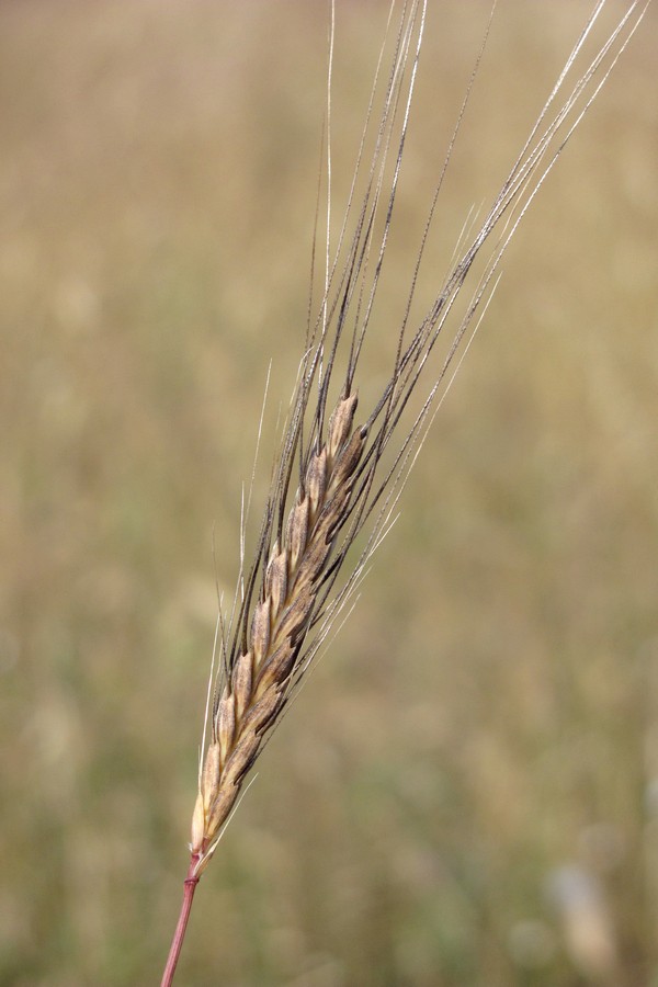 Изображение особи Triticum boeoticum.