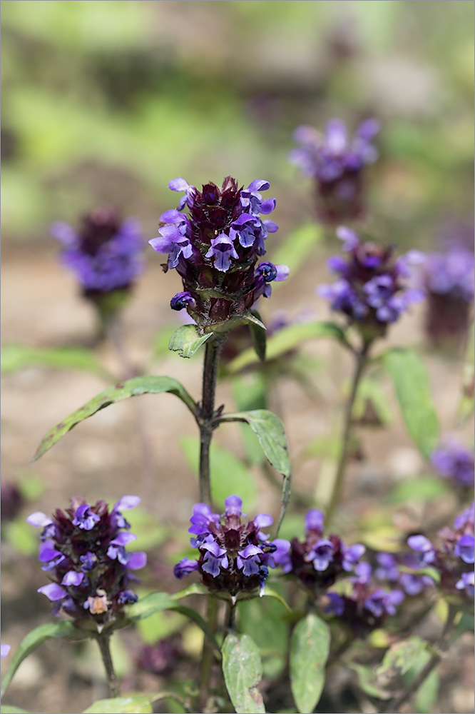 Изображение особи Prunella vulgaris.