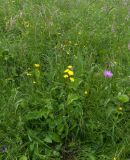 Crepis caucasigena