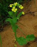 Raphanus raphanistrum